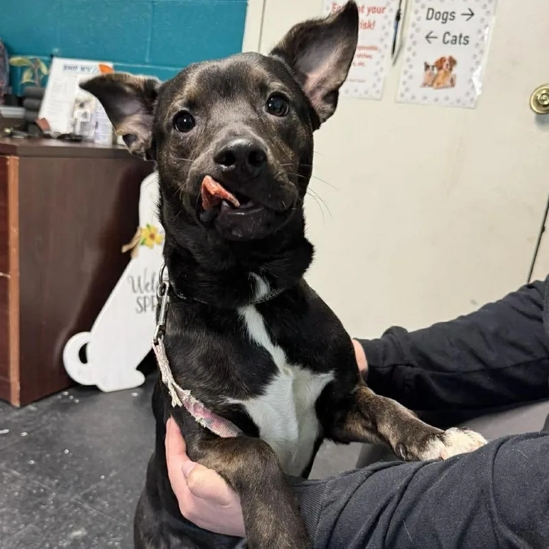 A young medium-sized male Black Jack Russell Terrier dog named Juice for adoption in Berkeley Springs, WV