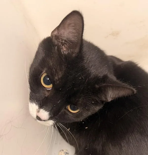 An adult medium-sized male Domestic Short Hair cat named Tuck for adoption in Golden, CO