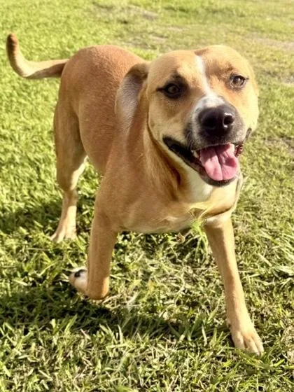 A young medium-sized female Mixed Breed dog named Shania for adoption in Port Saint Joe, FL