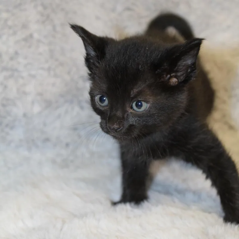 A baby small-sized female Black Domestic Medium Hair cat named Chamomile for adoption in Auburn, AL