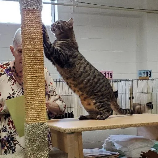 Lap Cat Mia Maria thumbnail 2