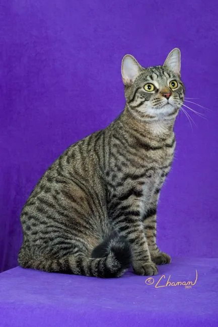 Lap Cat Mia Maria thumbnail 3