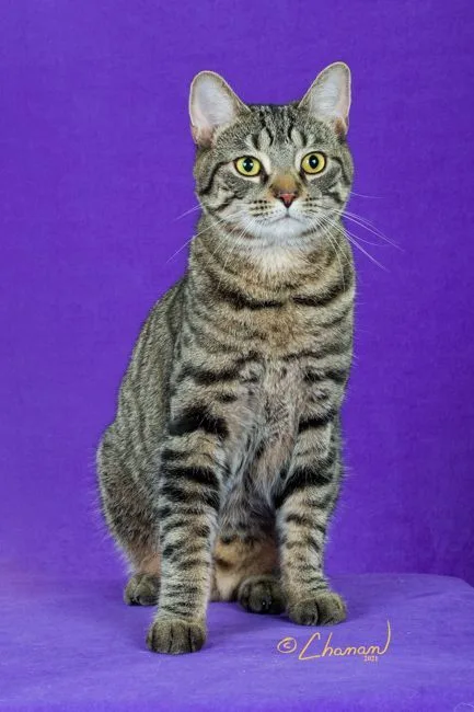 Lap Cat Mia Maria thumbnail 4