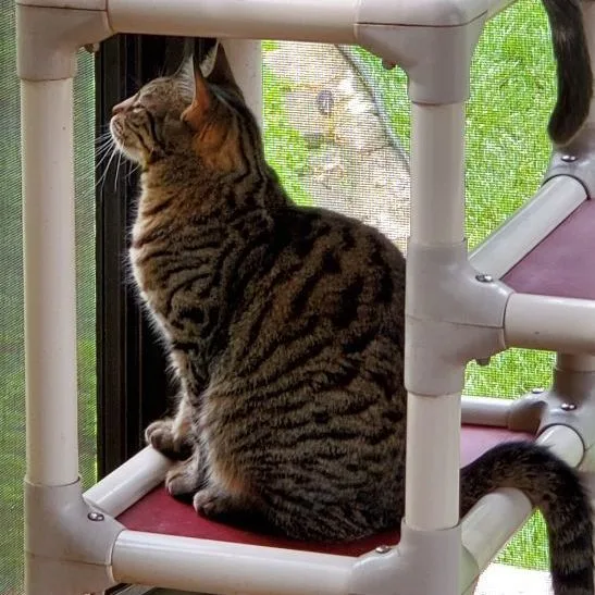 Lap Cat Mia Maria thumbnail 5