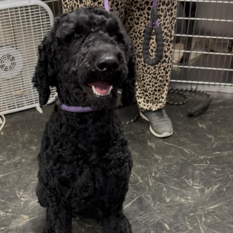 A young medium-sized female Black Standard Poodle dog named Estella for adoption in Dallas, TX