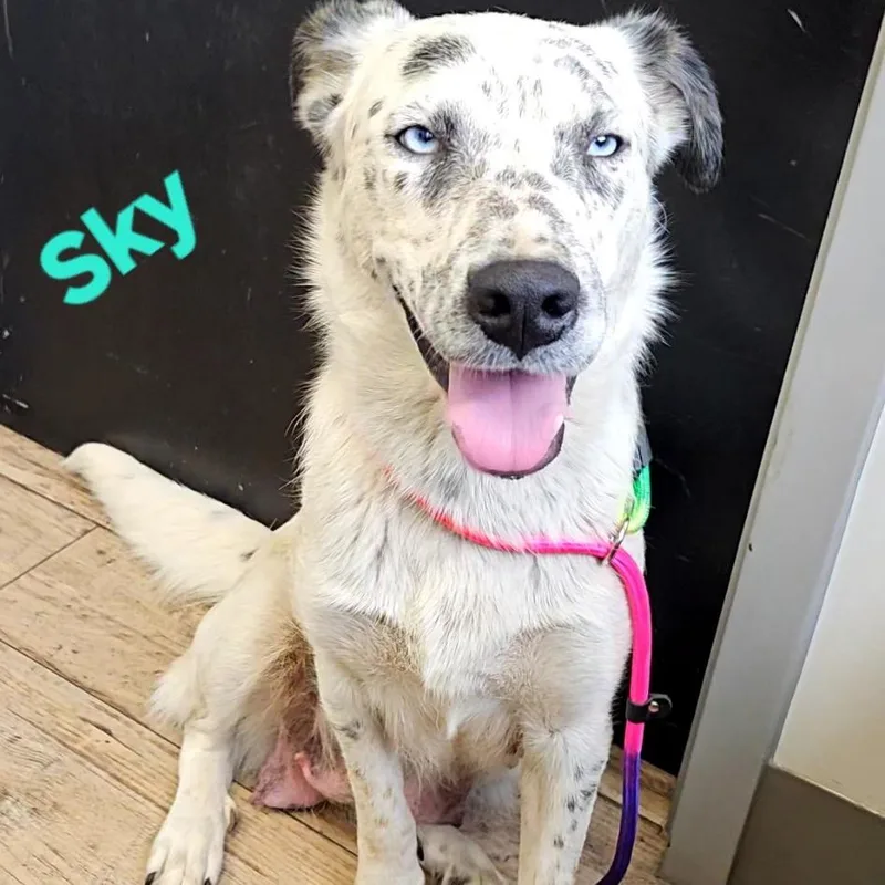 An adult medium-sized female White / Cream Australian Shepherd dog named Skye for adoption in Rockville, MD