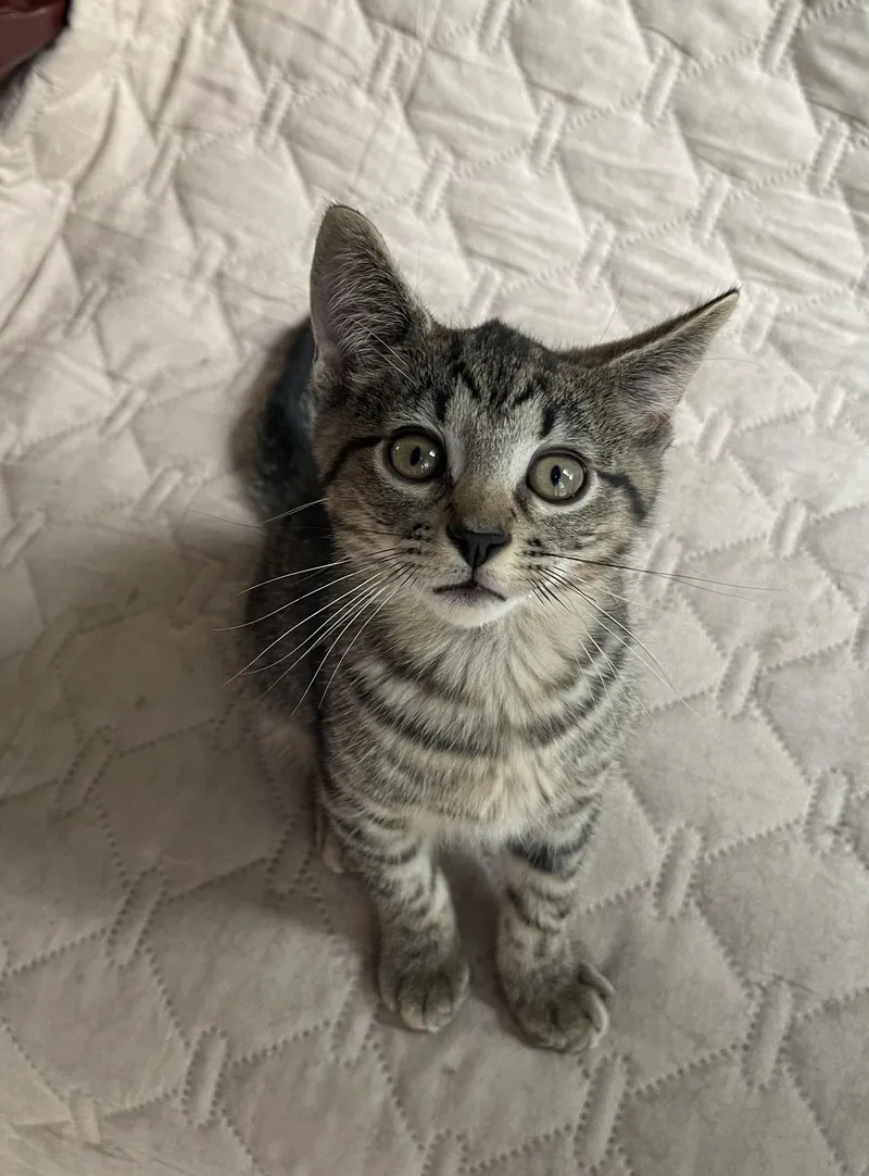 A baby medium-sized male Tabby (Gray / Blue / Silver) Tabby cat named Pauly Walnuts for adoption in Richmond, VA