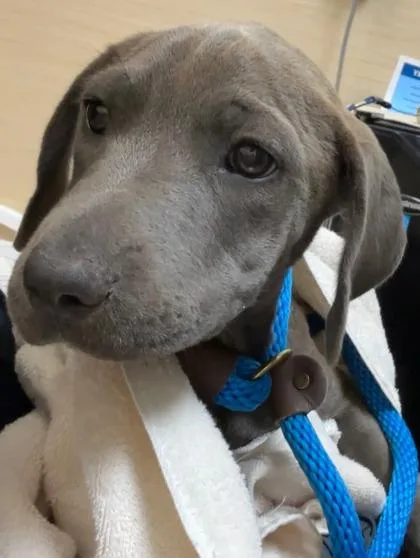 A baby small-sized female Pit Bull Terrier dog named Darla for adoption in Honolulu, HI