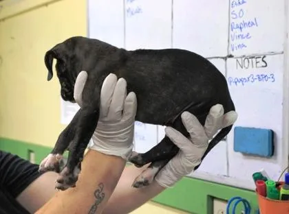 A baby medium-sized male Terrier dog named Pancakes for adoption in Picayune, MS