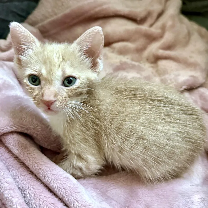 A baby small-sized female Buff / Tan / Fawn Domestic Short Hair cat named Xylem for adoption in Austin, TX