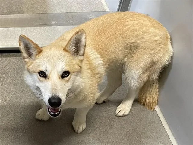 An adult medium-sized female Cardigan Welsh Corgi dog named Princess for adoption in Modesto, CA