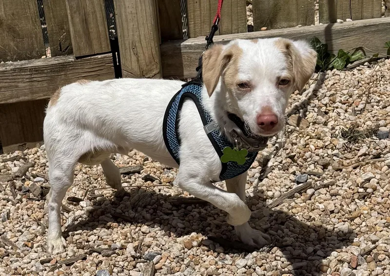 A young small-sized male Bicolor Terrier dog named Tiggie for adoption in Ellicott City, MD