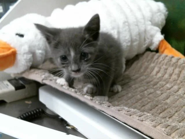 A baby small-sized female Domestic Short Hair cat named Daisy for adoption in Houston, TX