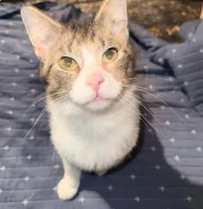 A young medium-sized male White Domestic Short Hair cat named Butler for adoption in Royal Oak, MI