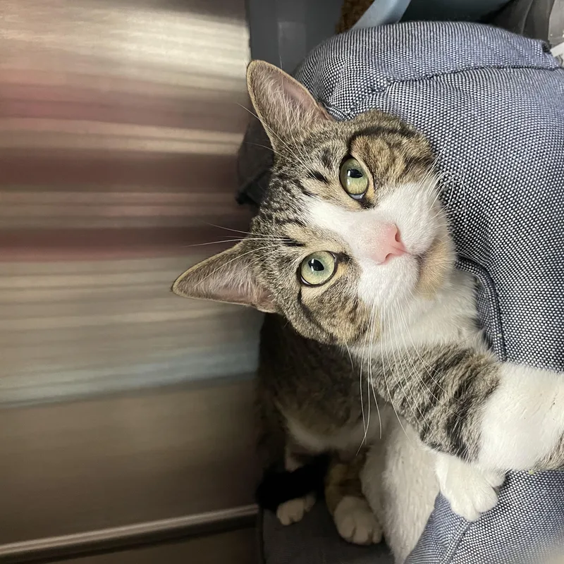 A young large-sized male Gray & White American Shorthair cat named Luke for adoption in North Kingstown, RI