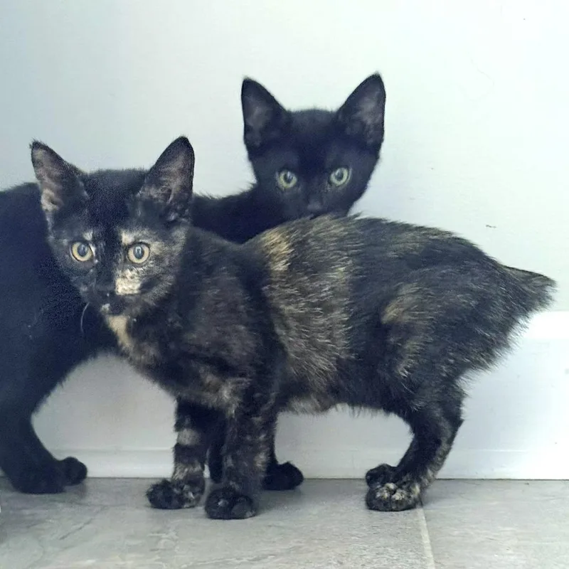 A baby small-sized male Black American Bobtail cat named Moonlight for adoption in Brownsboro, AL