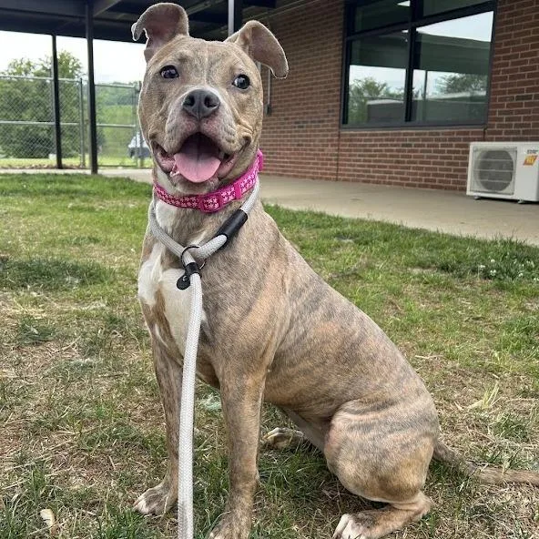 A young medium-sized female Brindle Pit Bull Terrier dog named Nyla for adoption in Lyndhurst, VA