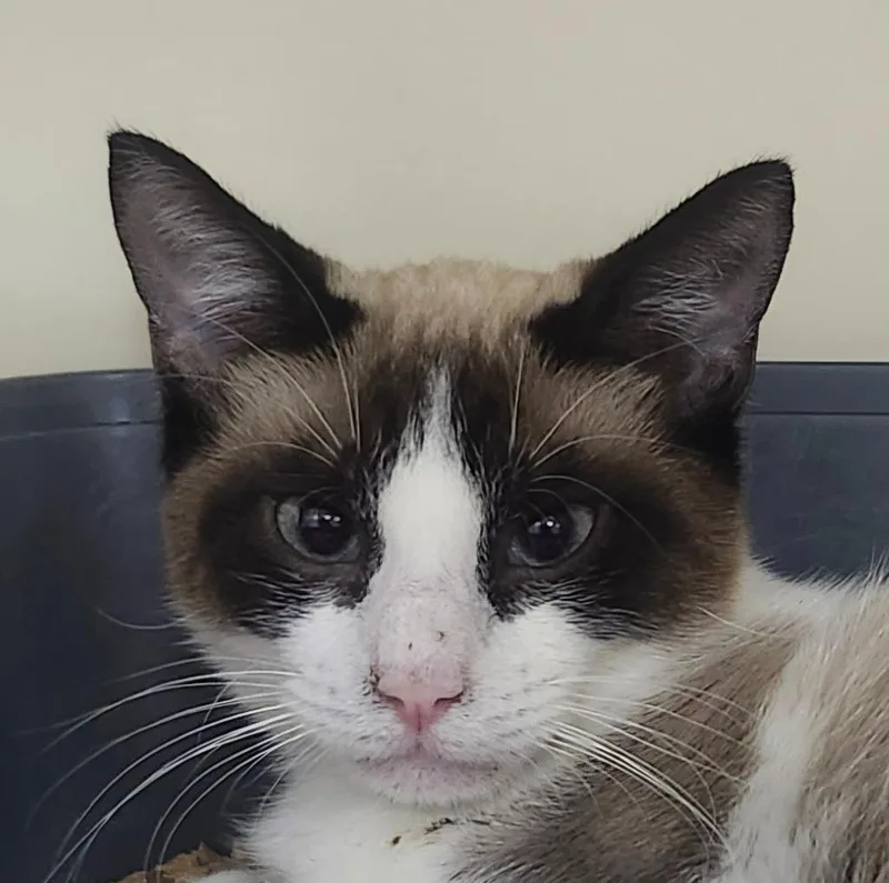 A baby small-sized female Domestic Short Hair cat named Skittles for adoption in Little Rock, AR