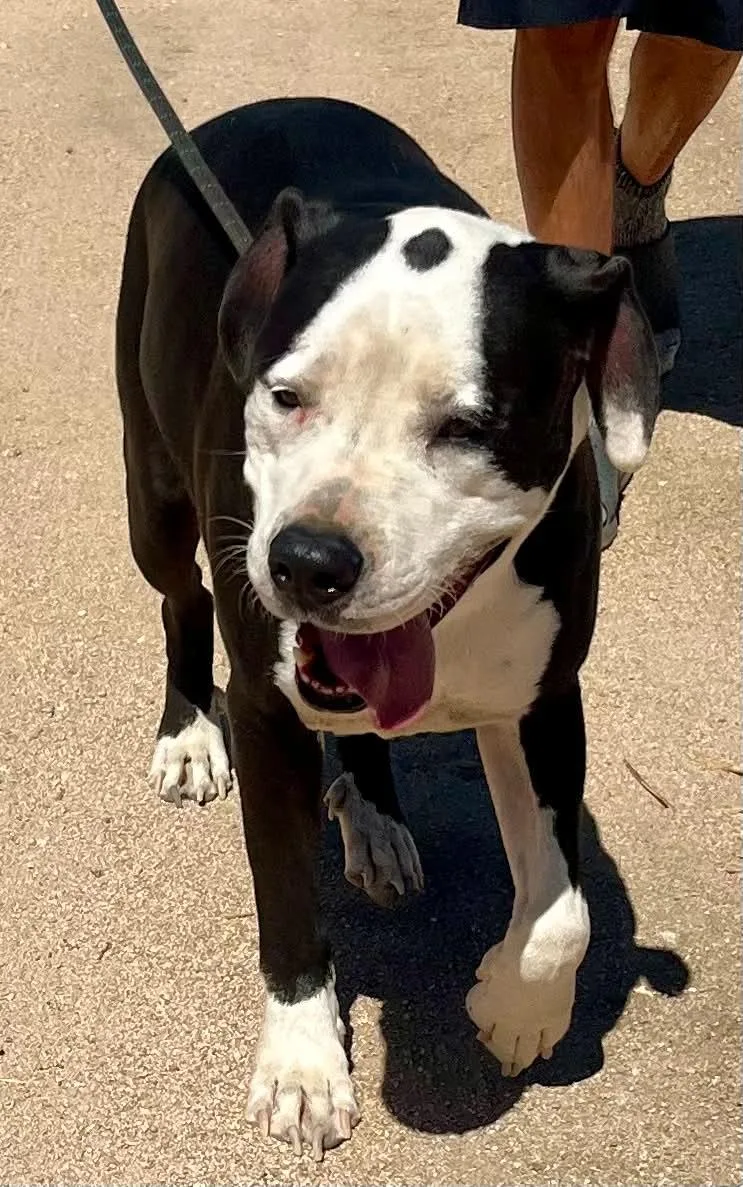 An adult large-sized male Black Pit Bull Terrier dog named Chauncy for adoption in Ventura, CA
