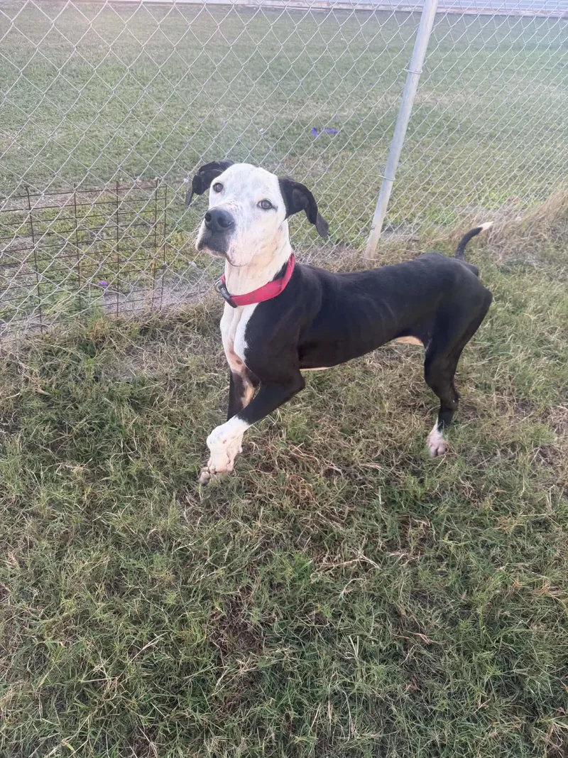 A young large-sized male Black Great Dane dog named Oreo for adoption in Waycross , GA