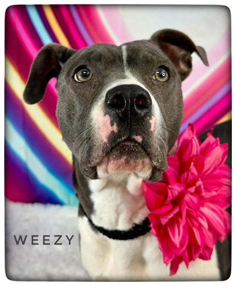An adult medium-sized female Mixed Breed dog named Weezy for adoption in Flint, MI