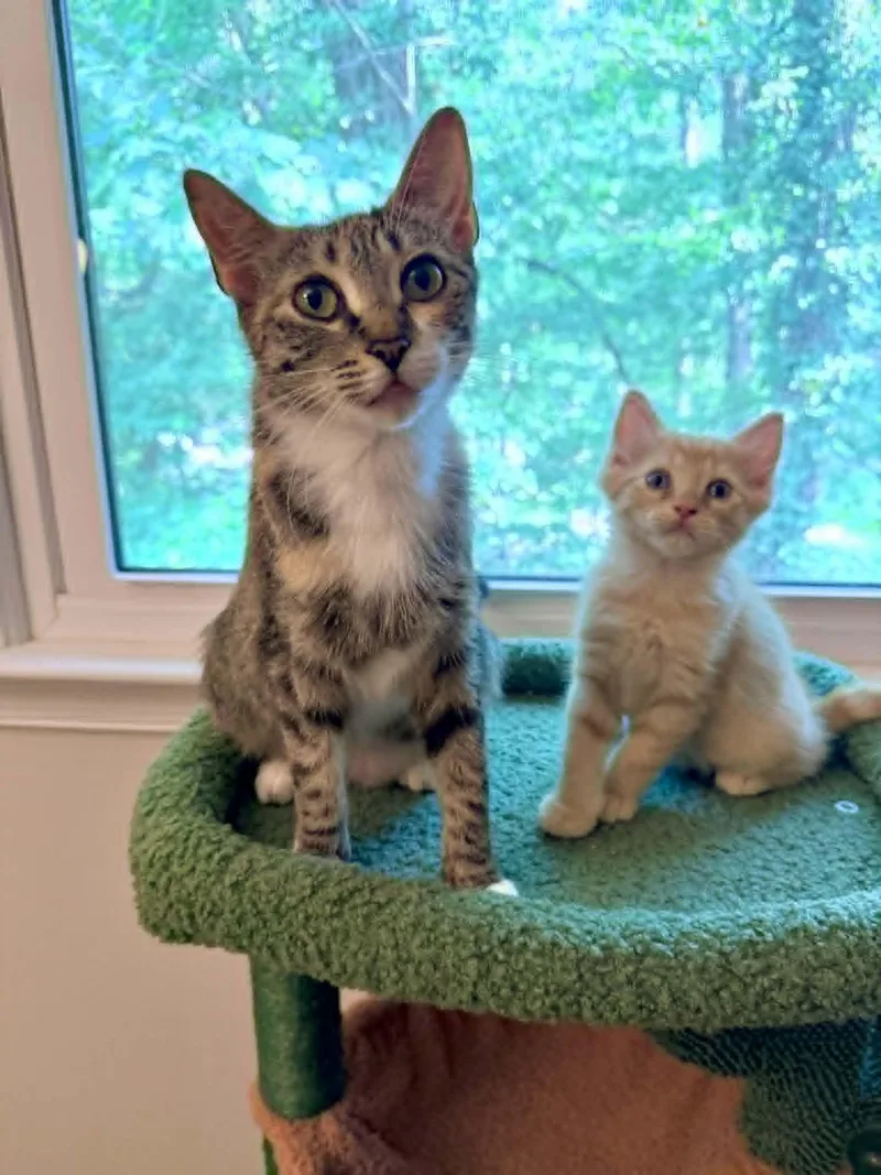 A young medium-sized female Tabby (Brown / Chocolate) Domestic Short Hair cat named Nova for adoption in Mullica Hill, NJ