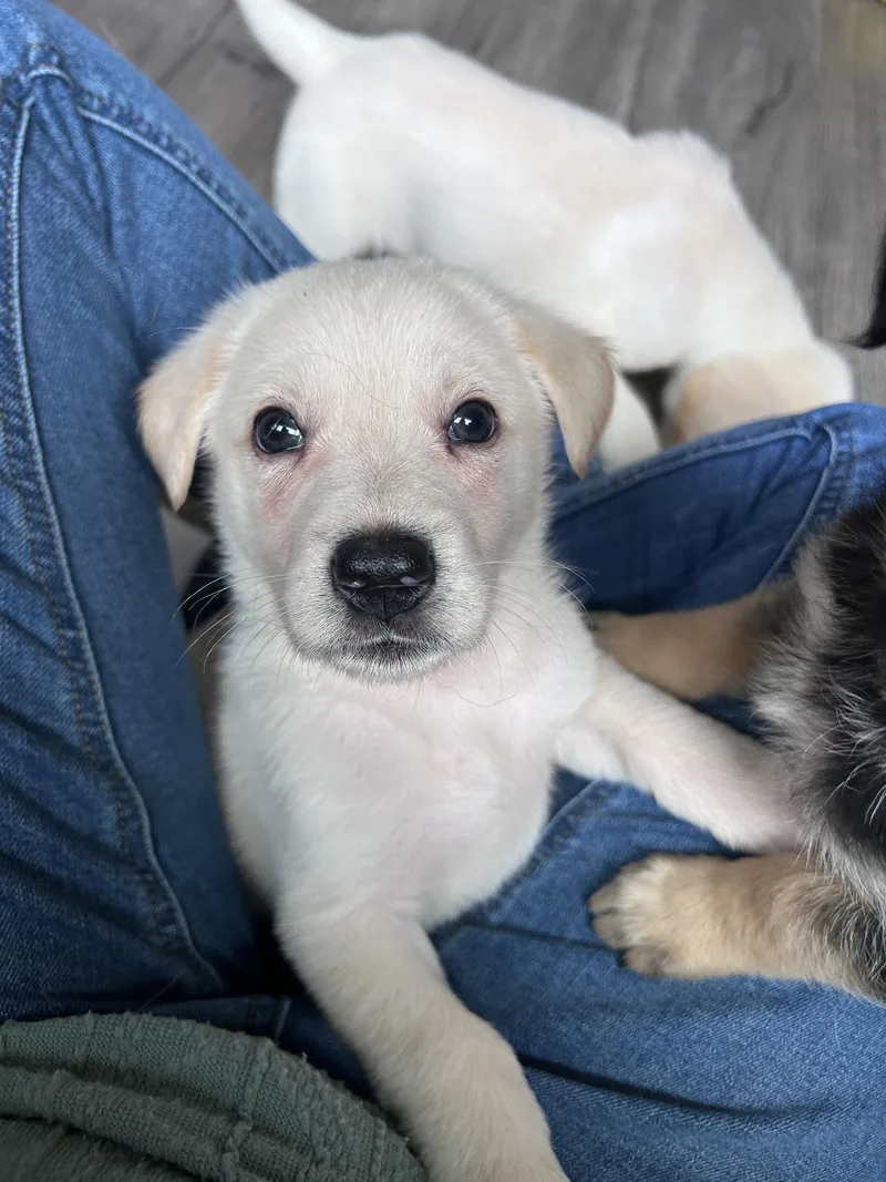 Mr. Crystal thumbnail 2