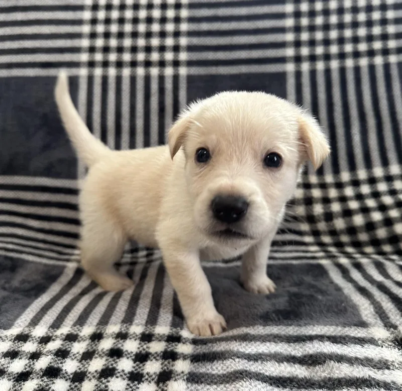 Mr. Crystal thumbnail 3