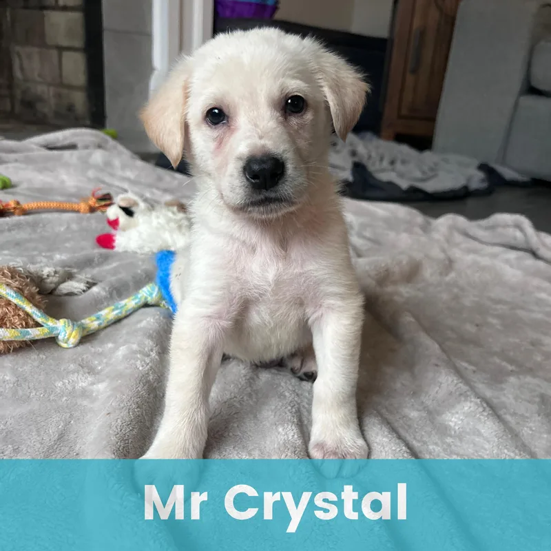 Mr. Crystal