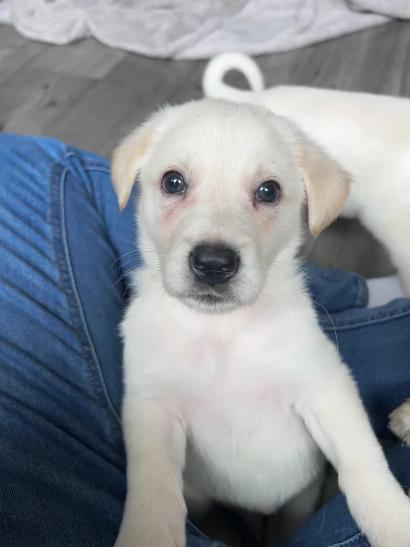 Mr. Crystal thumbnail 4