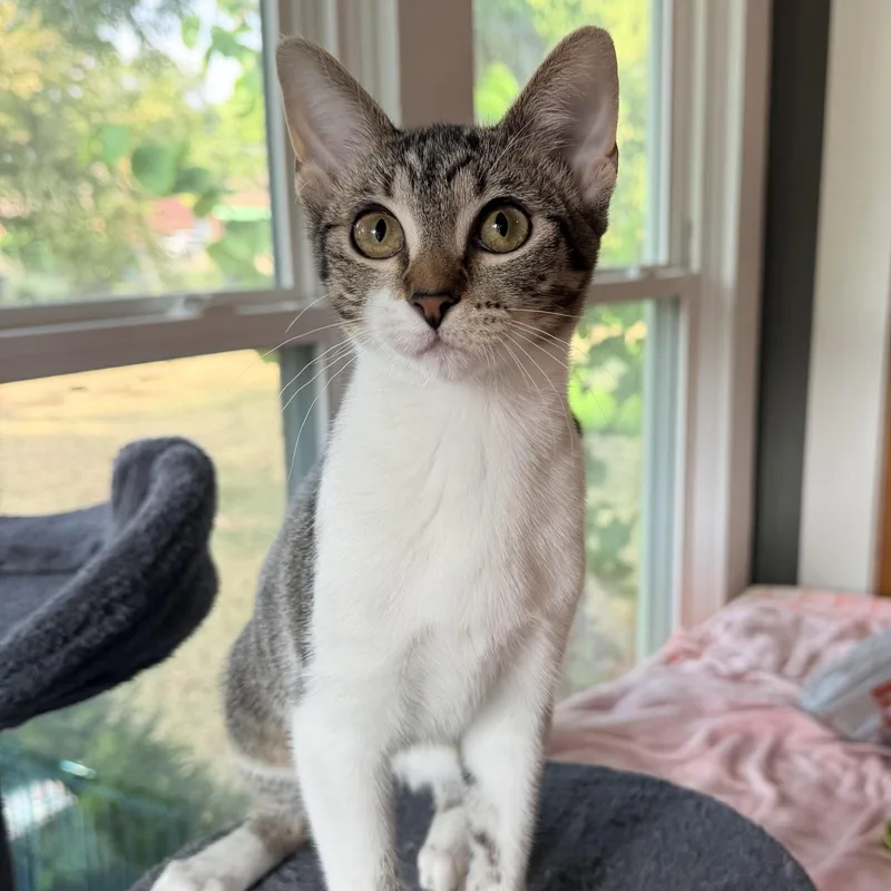 A baby small-sized female Tabby (Brown / Chocolate) Domestic Short Hair cat named Shannon for adoption in Fort Worth, TX
