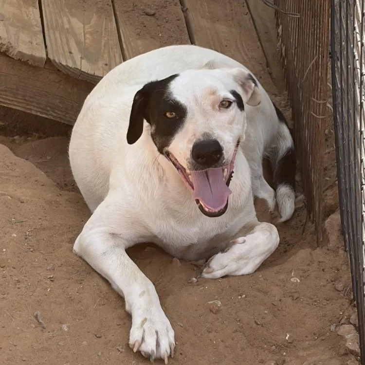 A young medium-sized female Labrador Retriever dog named Uno for adoption in Paradise, TX