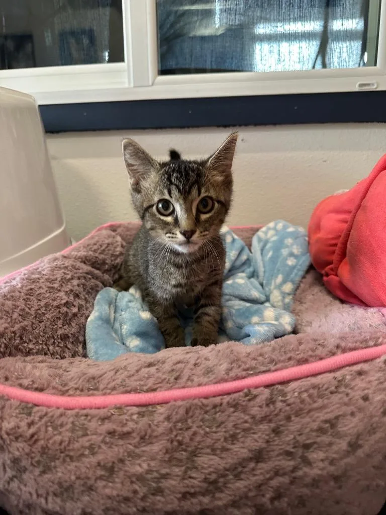 A baby medium-sized male Domestic Short Hair cat named Bearclaw for adoption in Newberg, OR