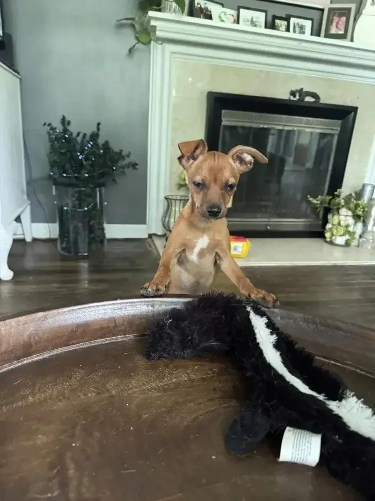 Cashew thumbnail 2