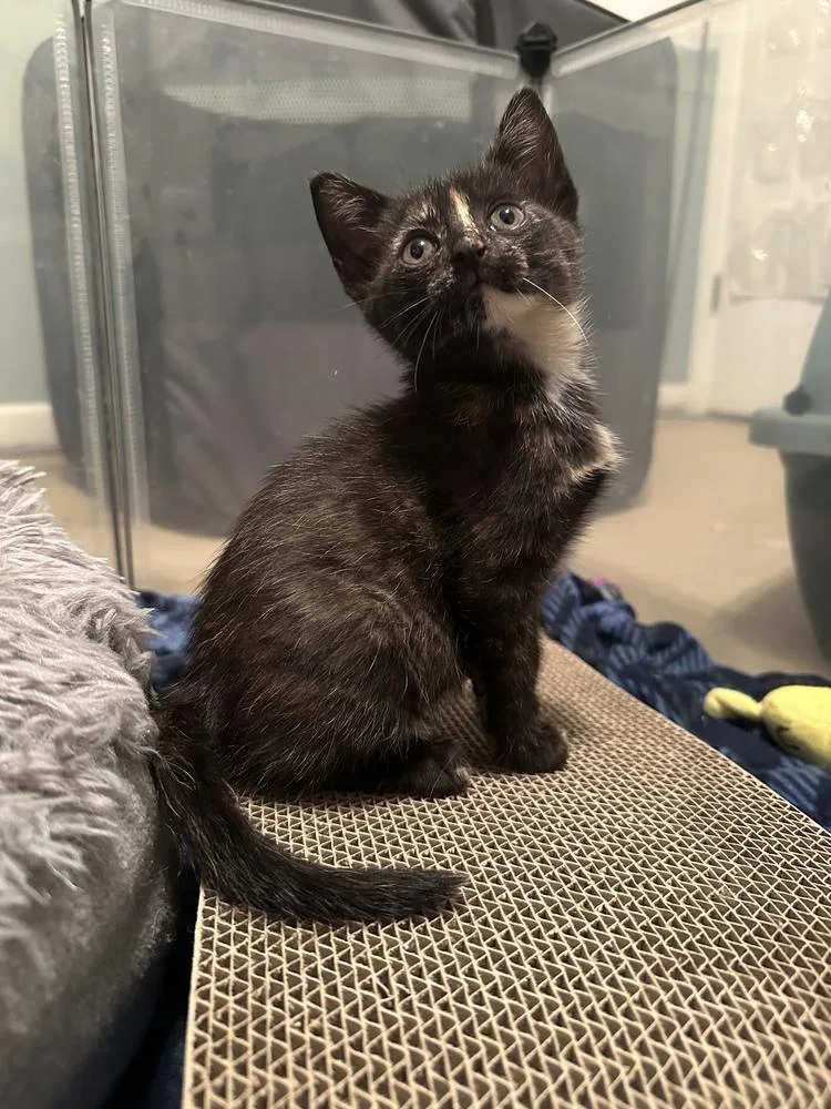 A baby small-sized female Tortoiseshell Domestic Short Hair cat named Alexis Rose for adoption in Ferndale, MI
