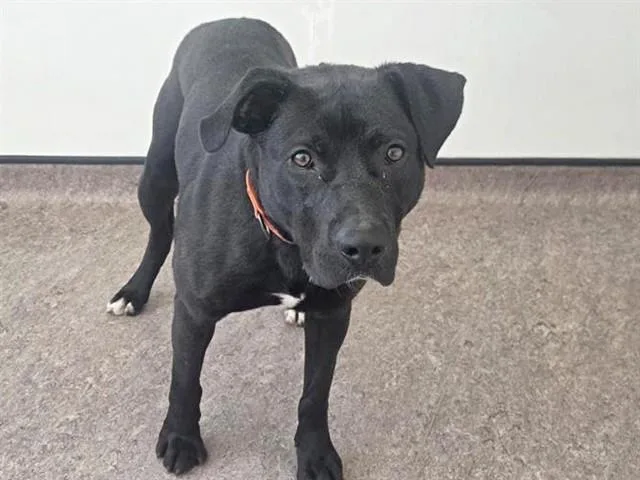 A young large-sized male Labrador Retriever dog named Hank for adoption in Saint Louis, MO