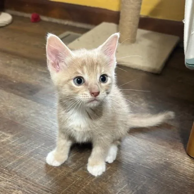 A baby small-sized female Buff / Tan / Fawn Domestic Short Hair cat named Latte for adoption in Newport News, VA