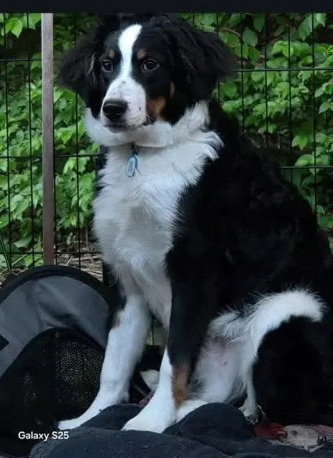 A baby large-sized male Bernese Mountain Dog dog named Broski for adoption in St. Louis, MO