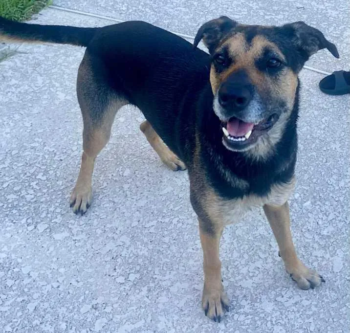 A senior medium-sized female Black Shepherd dog named Sophie for adoption in Inez, TX