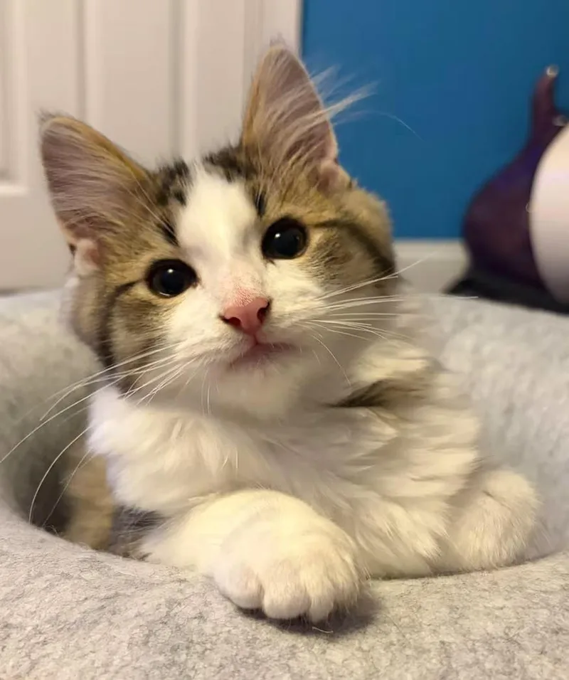 A young medium-sized male Domestic Medium Hair cat named Mouser for adoption in Findlay, OH