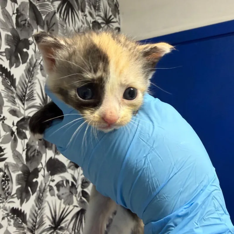 A baby small-sized female Tortoiseshell Domestic Medium Hair cat named Charloette for adoption in Wahiawa, HI