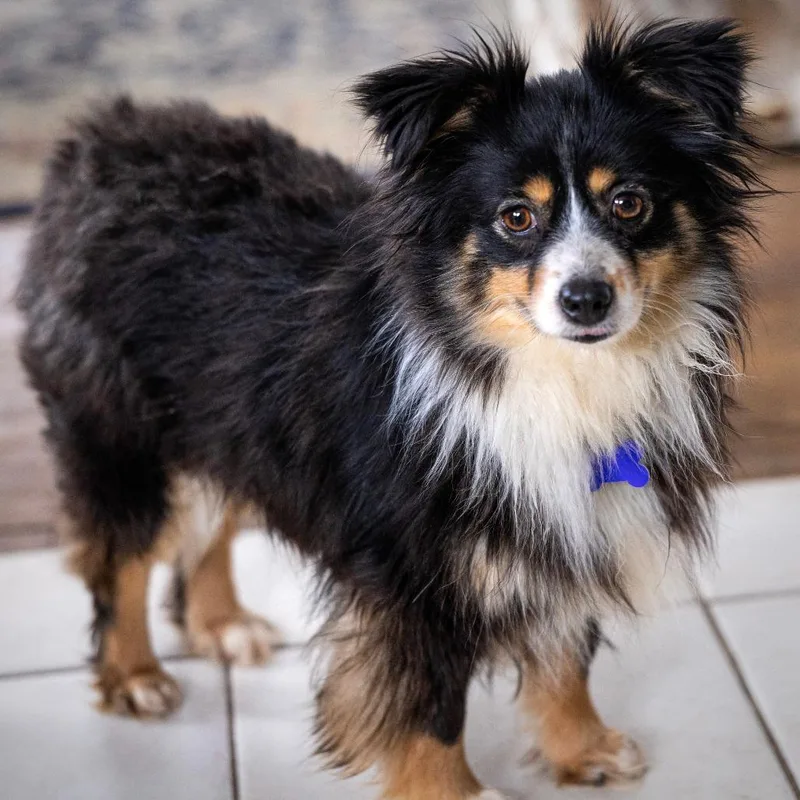 Little Dixie thumbnail 3