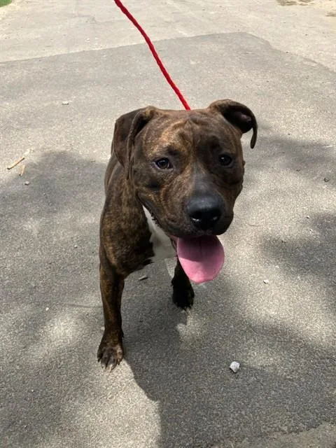 A young large-sized male Mixed Breed dog named Pop Smoke for adoption in Dallas, TX