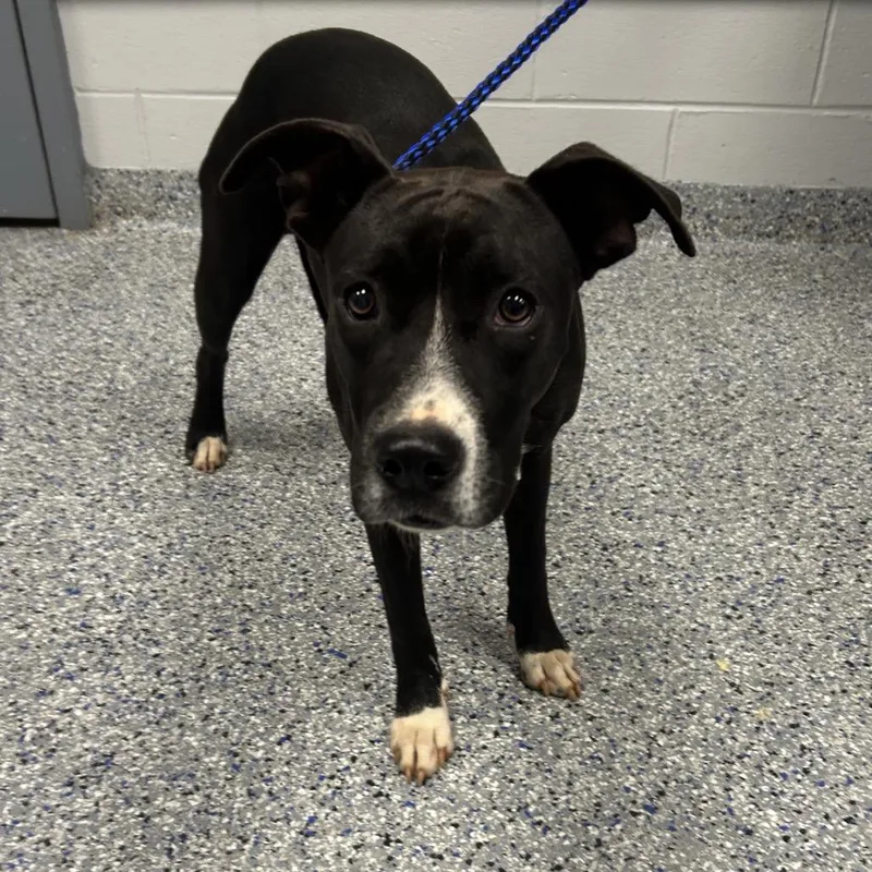 A young medium-sized female Black Mixed Breed dog named Sweet Girl for adoption in Greenville, SC
