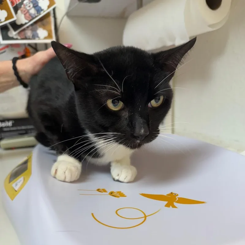 A young medium-sized male Domestic Short Hair cat named Gimli for adoption in Allyn, WA