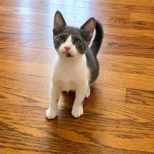A baby small-sized male Domestic Short Hair cat named Kismet for adoption in Edmond, OK