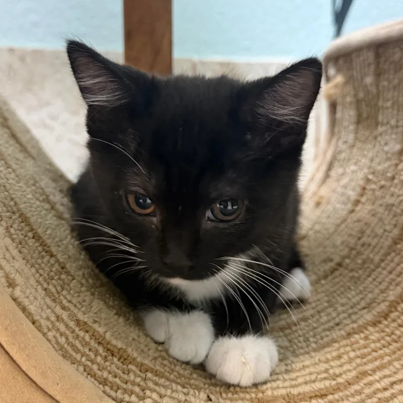 A baby small-sized female Black Domestic Short Hair cat named Checkers for adoption in Titusville, FL