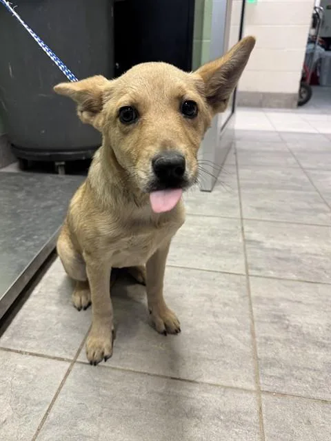 A baby small-sized female German Shepherd Dog dog named Maggie for adoption in Grand Prairie, TX