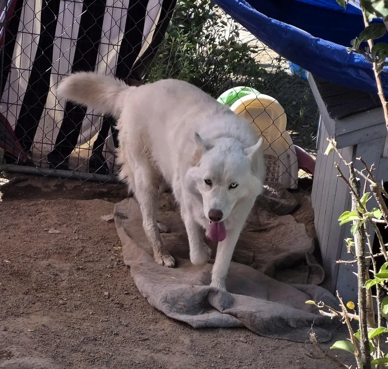 An adult large-sized female Husky dog named Aurora for adoption in Sparks, NV