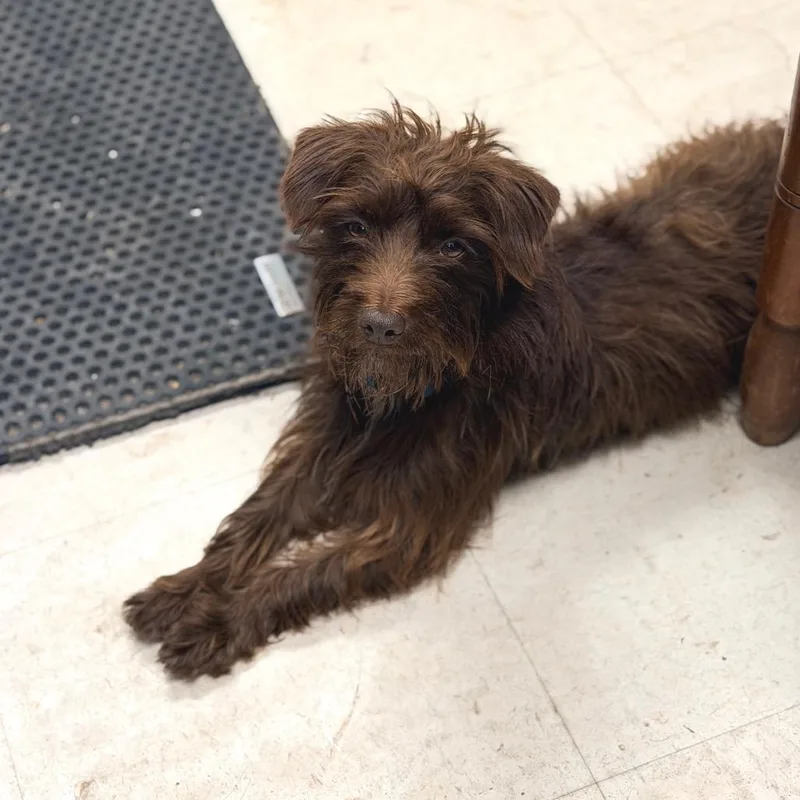 An adult small-sized male Brown / Chocolate Mixed Breed dog named Schroeder for adoption in Huntington, WV
